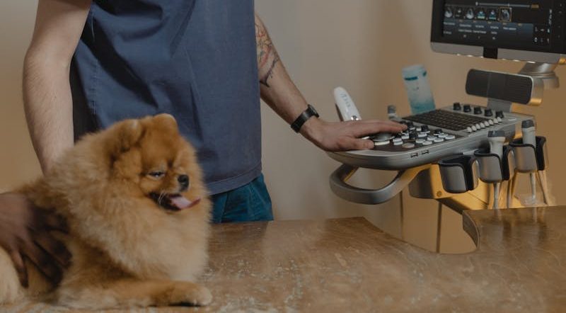 Tous nos reproducteurs sont :  TAN - (Test Aptitude Naturelle), Testés ADN, Testés Indemnes Luxation Rotules 