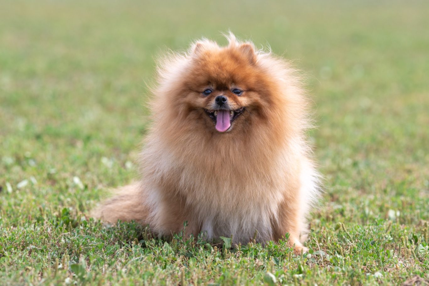 Nos Reproducteurs Spitz Allemand LOF - Mâle et Femelles de Lignées Exceptionnelles à la House of Pomeralya