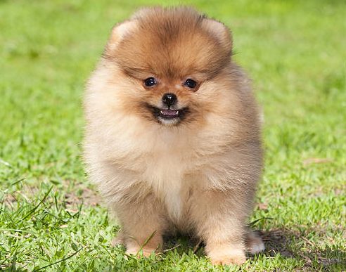 Engagement envers la santé et le bien-être des chiots Spitz Allemand LOF à la House of Pomeralya.