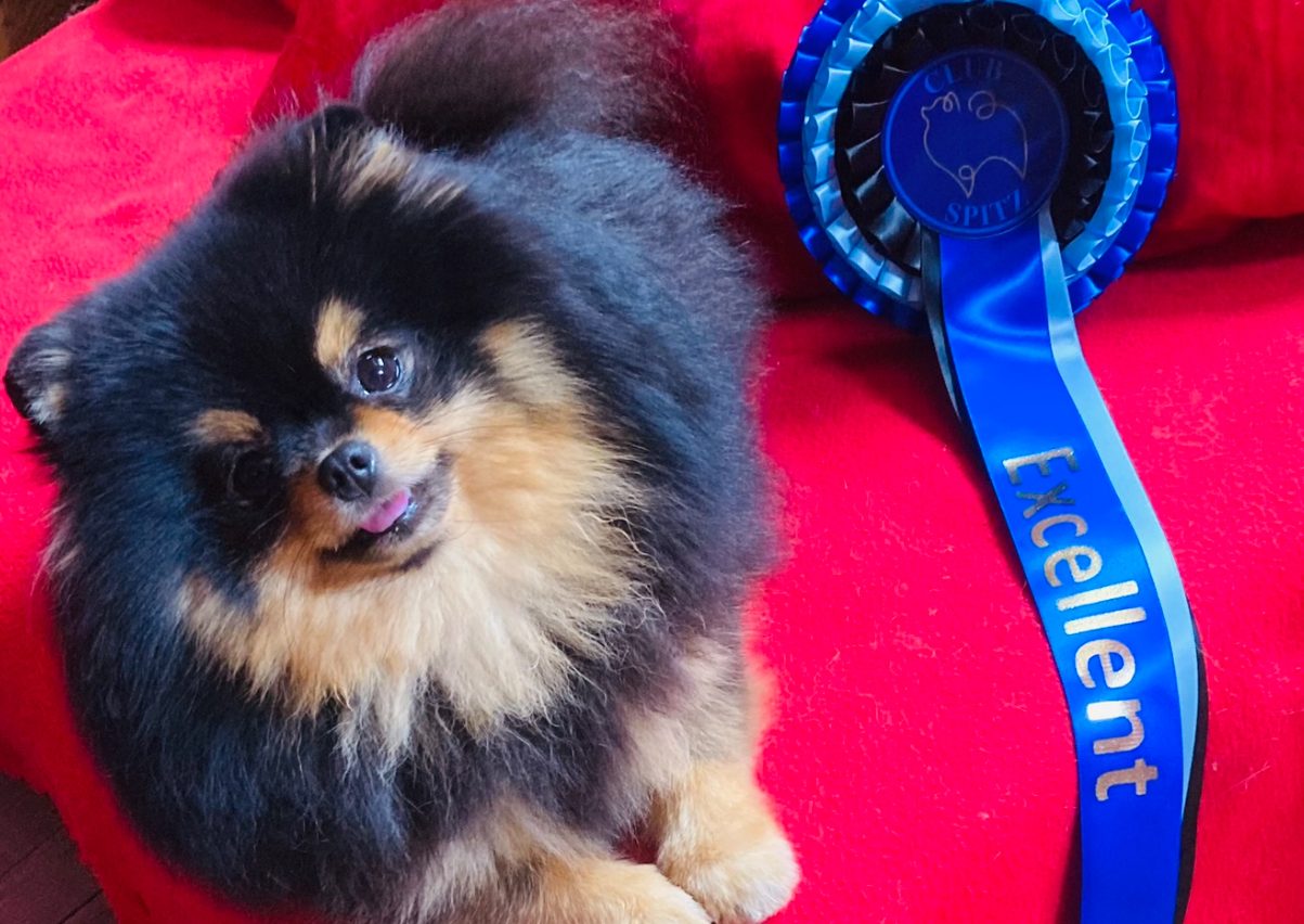 Distinctions obtenues par nos Spitz Allemand lors des expositions canines