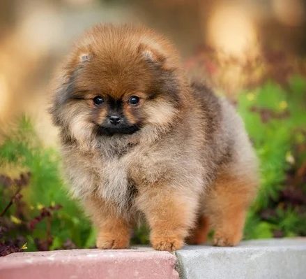 Chiots Spitz Allemand LOF disponibles à l'adoption - Élevage House of Pomeralya.