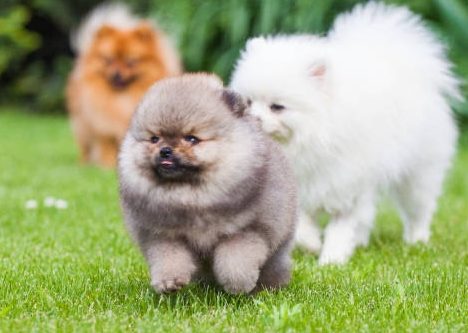 Chiot Spitz Allemand LOF au comportement joueur et affectueux, House of Pomeralya.