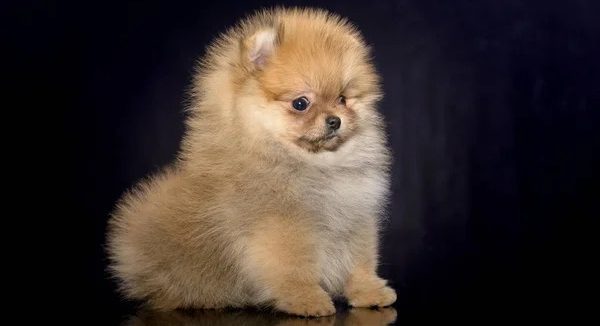 Chiots Spitz Allemand LOF disponibles à l'adoption - Élevage House of Pomeralya.