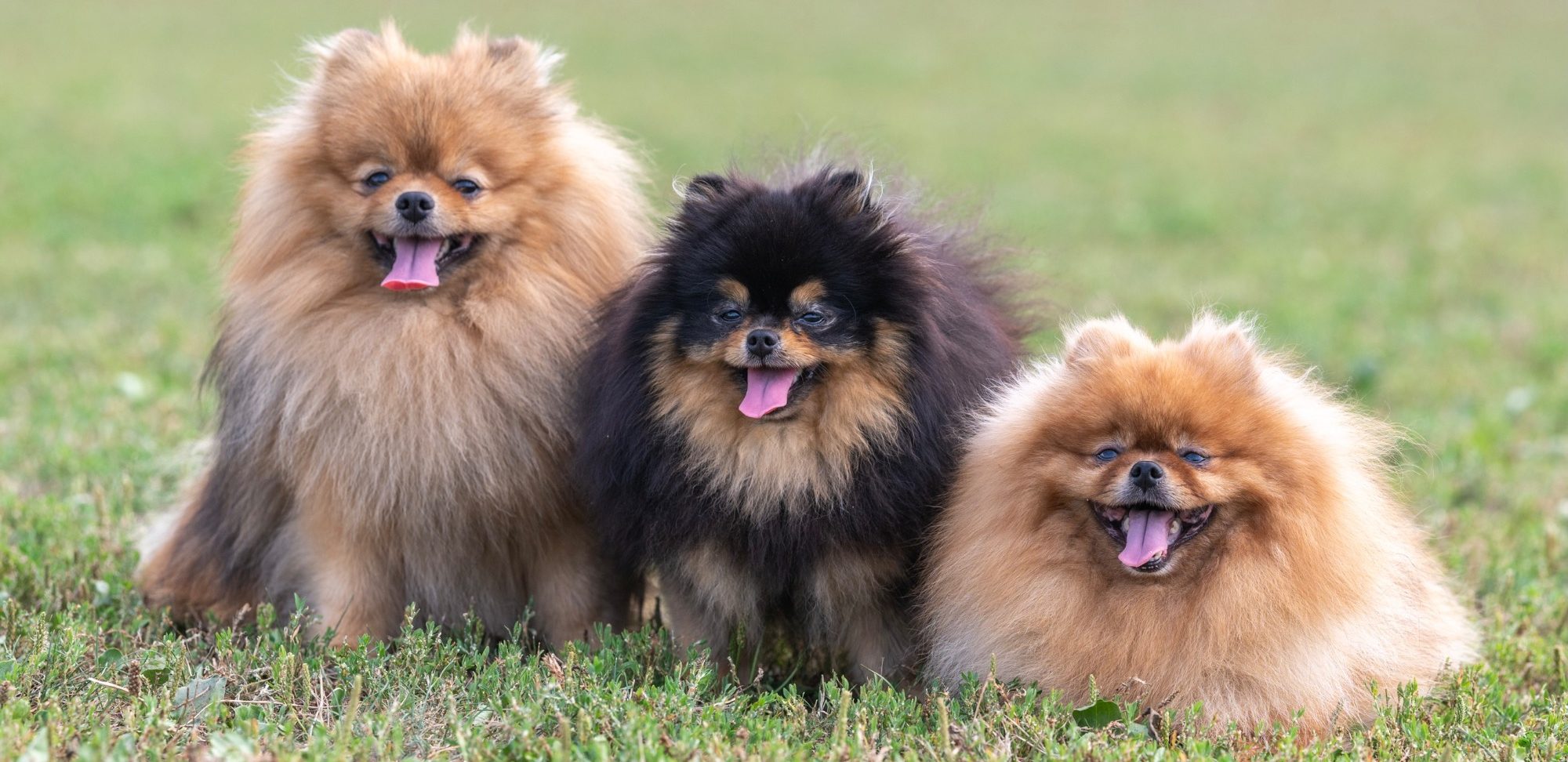 Nos Reproducteurs Spitz Allemand - Lignées d'Excellence à la House of Pomeralya
