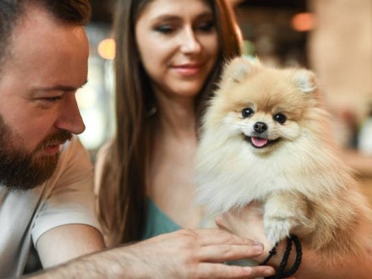 Spitz Allemand interagissant avec son propriétaire, exemplifiant sa nature sociable et intelligente.