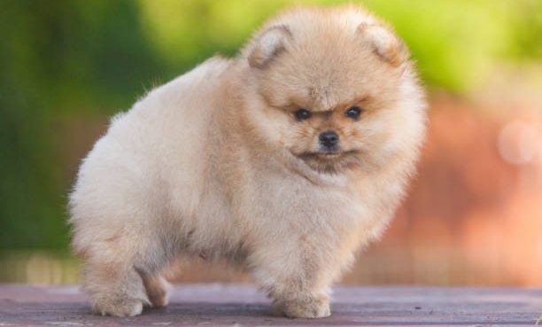 Spitz Allemand en position de garde, illustrant son tempérament protecteur et attentif.