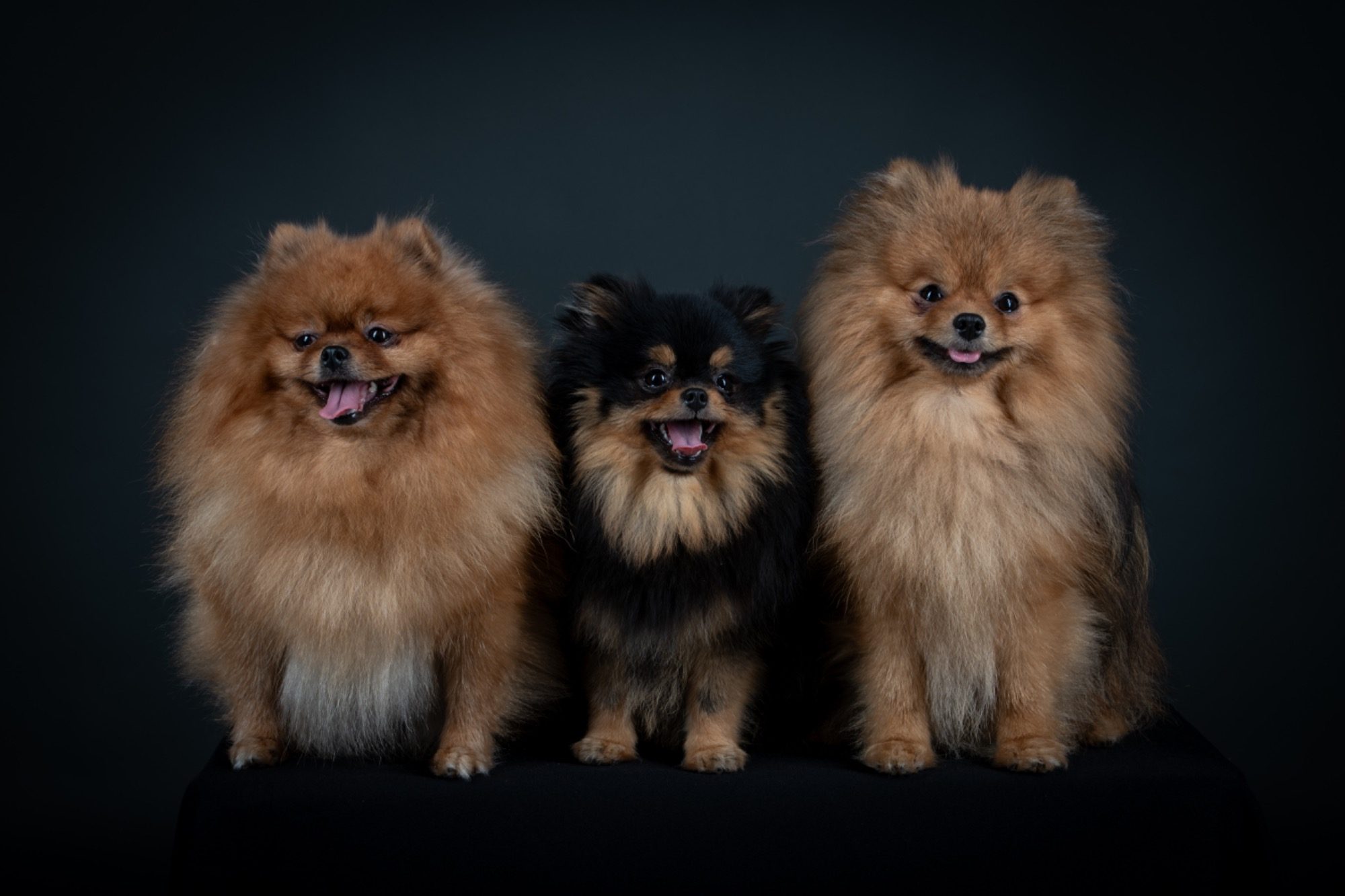 Nous sommes là pour vous guider dans votre recherche du compagnon idéal et répondre à toutes vos interrogations.  Si vous êtes intéressé par l'adoption d'un de nos adorables chiots ou si vous avez des questions sur notre élevage.  Contactez-nous dès aujourd'hui !  Nous vous accompagnerons dans cette merveilleuse aventure canine !