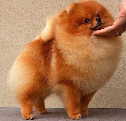  Spitz allemand élevés dans un environnement familial et chaleureux à la House of Pomeralya.