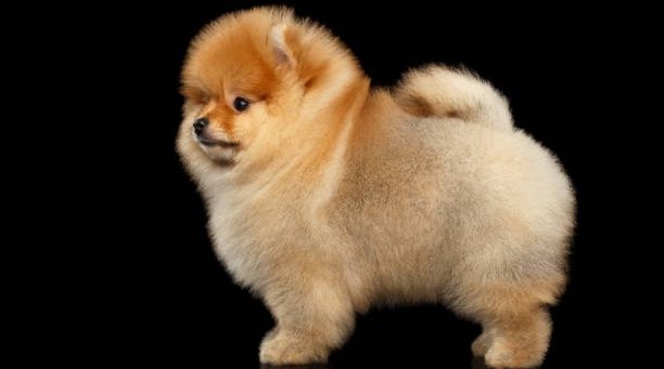 Chiots Spitz Allemand LOF disponibles à l'adoption, élevés dans un cadre familial à la House of Pomeralya.