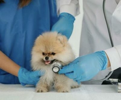 Chiots Spitz Poméranien bénéficiant de soins et d'un suivi vétérinaire à la House of Pomeralya.