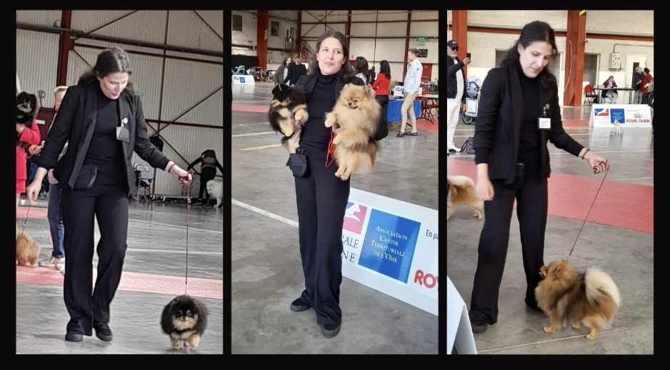 Champions en Exposition - Spitz Allemand LOF de la House of Pomeralya