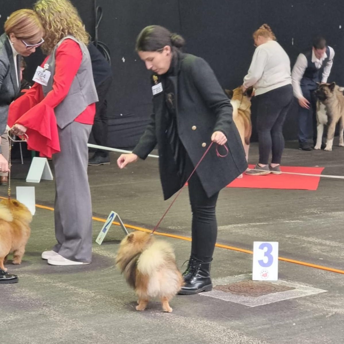 Concours canin avec des personnes tenant des chiens en présentation.
