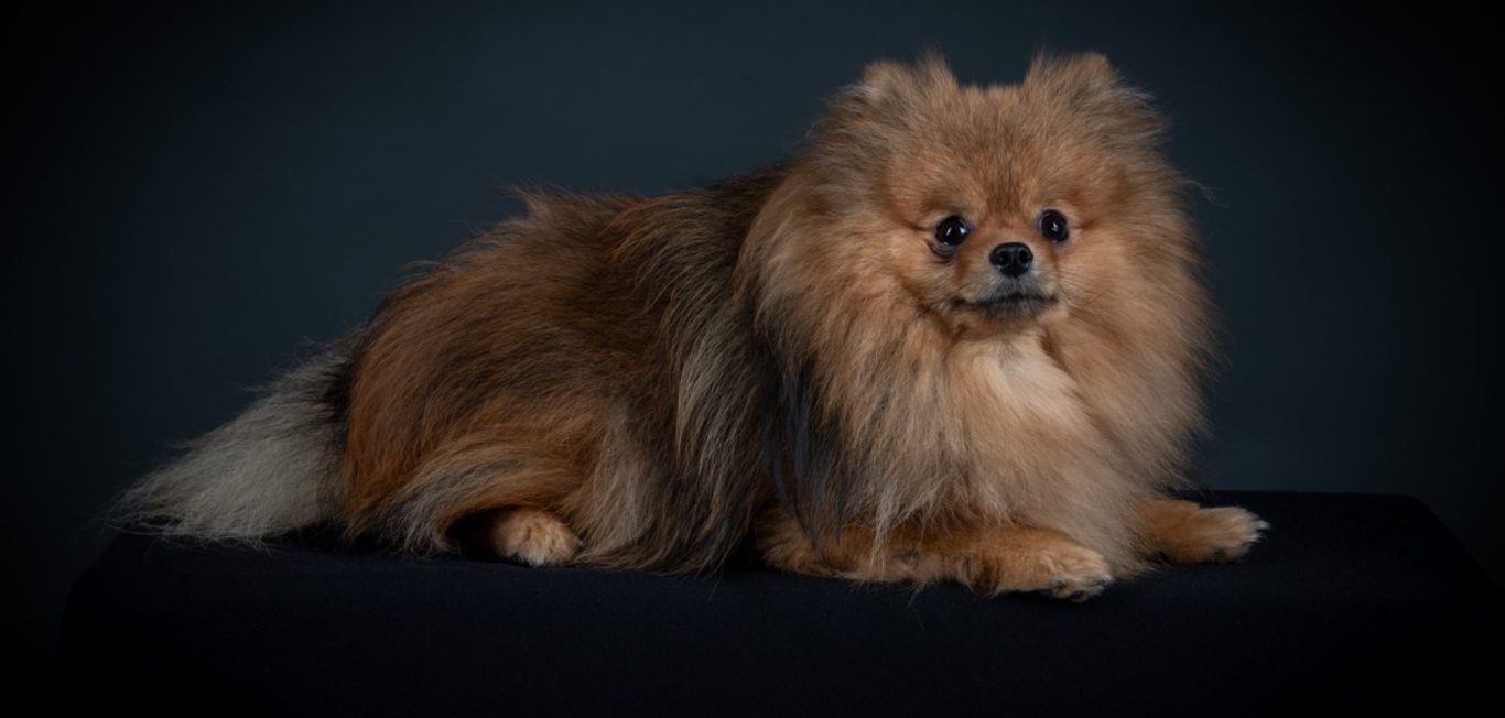 Tahis, reproducteur mâle Spitz Allemand LOF, au cœur du programme d’élevage de la House of Pomeralya.