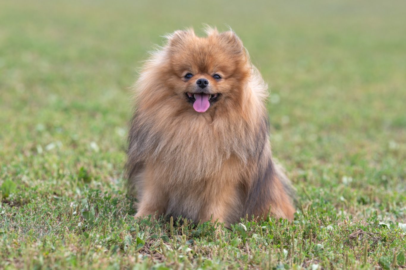 Nos Reproducteurs Spitz Allemand LOF - Mâle et Femelles de Lignées Exceptionnelles à la House of Pomeralya