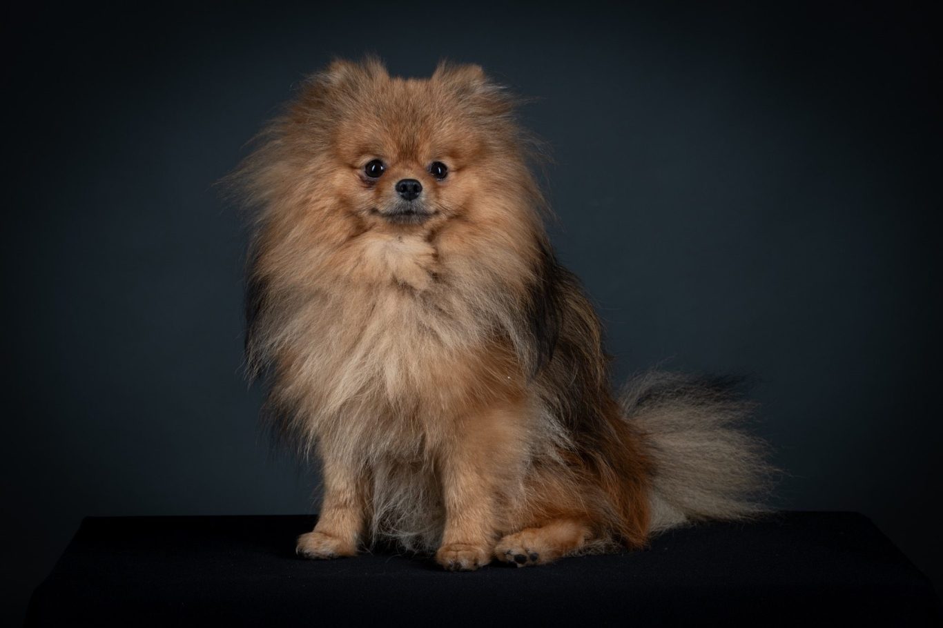 Tahis, reproducteur mâle Spitz Allemand LOF