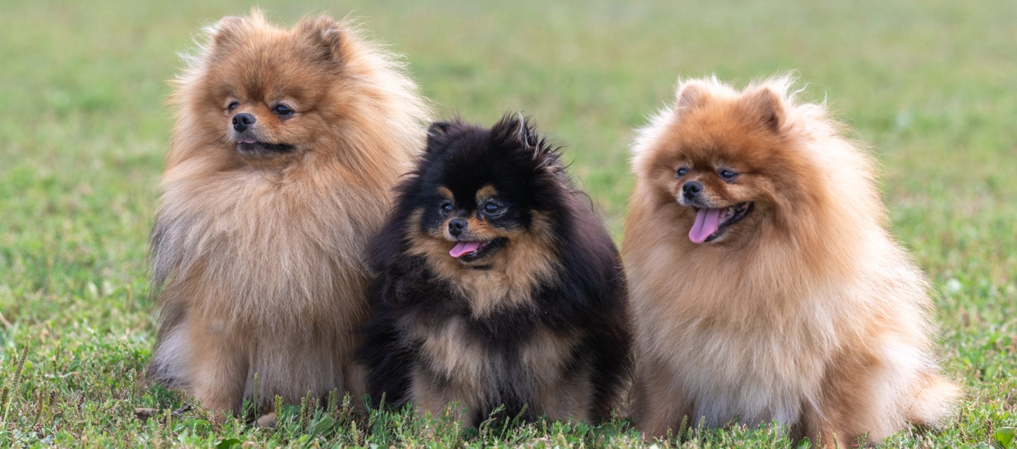 Trois chiens de race poméranien au pelage touffu, assis sur l'herbe.