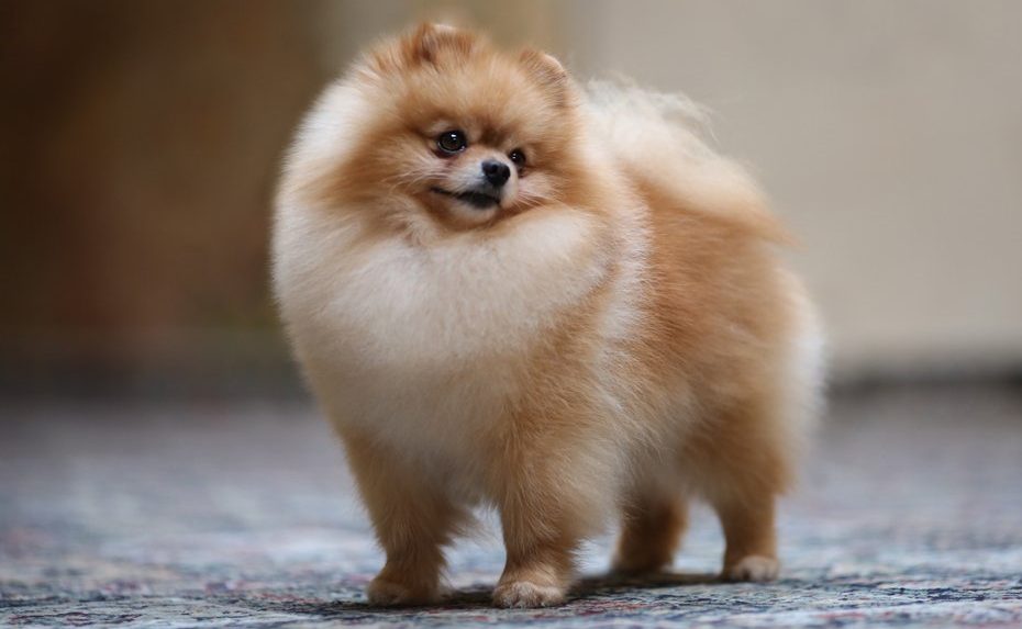 Spitz Poméranien élevés dans un environnement familial et chaleureux à la House of Pomeralya.
