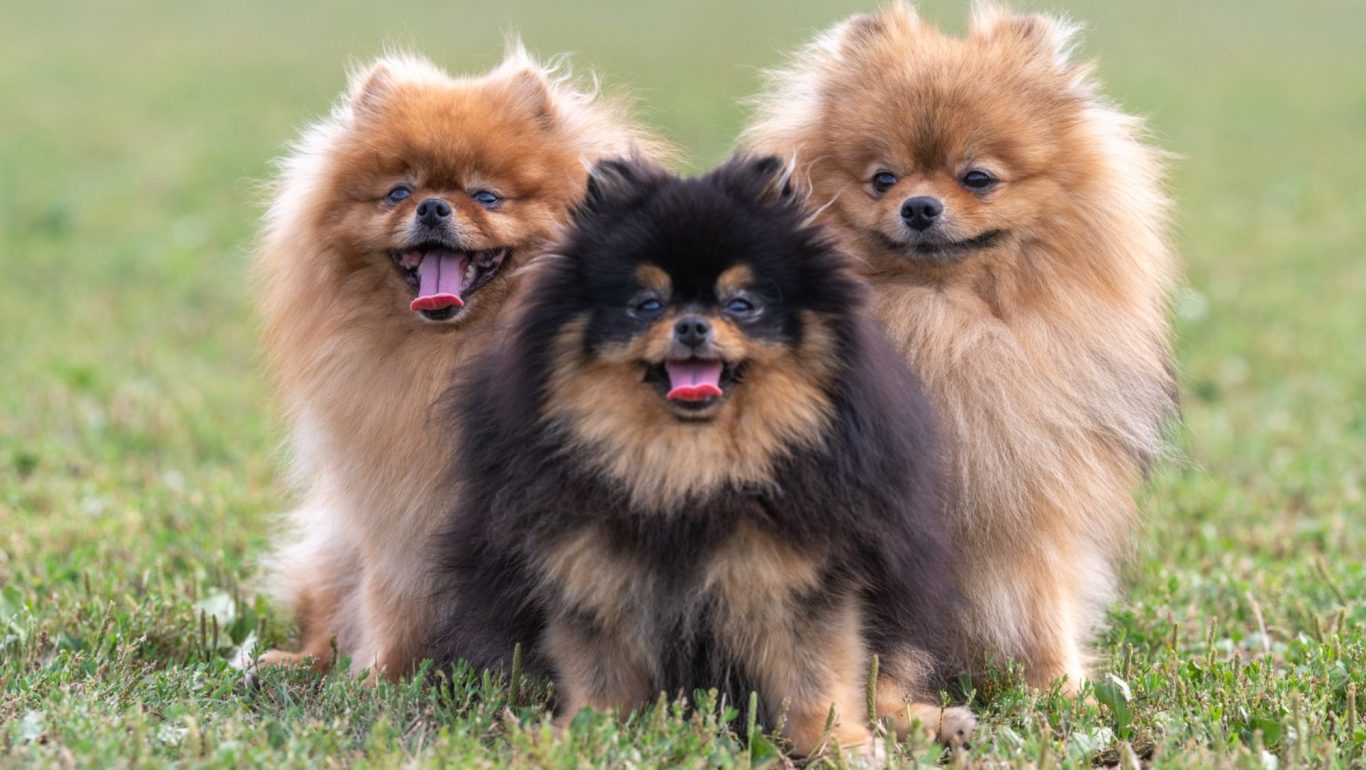 Nos Reproducteurs Spitz Allemand - Lignées d'Excellence à la House of Pomeralya