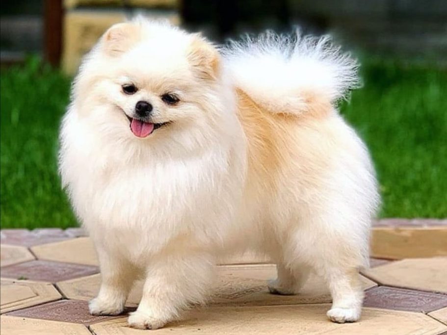 Spitz Nain Poméranian, le plus petit de la famille, reconnu pour sa personnalité dynamique