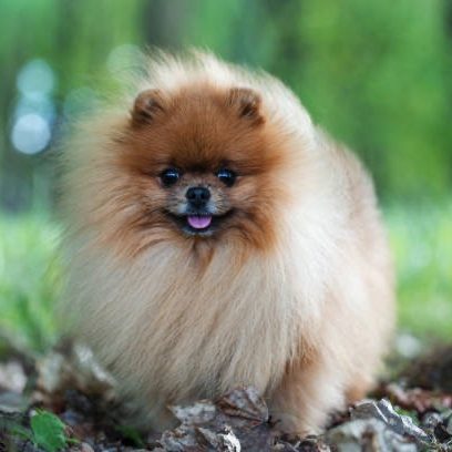 Spitz Allemand adultes et chiots évoluant dans un cadre naturel et familial à la House of Pomeralya.
