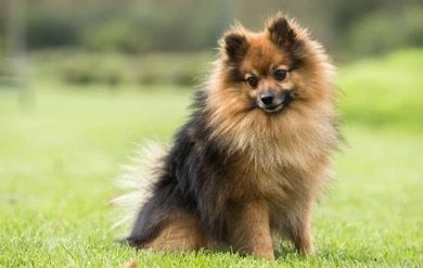 Spitz Moyen, une taille intermédiaire pour ceux qui recherchent un compagnon équilibré.