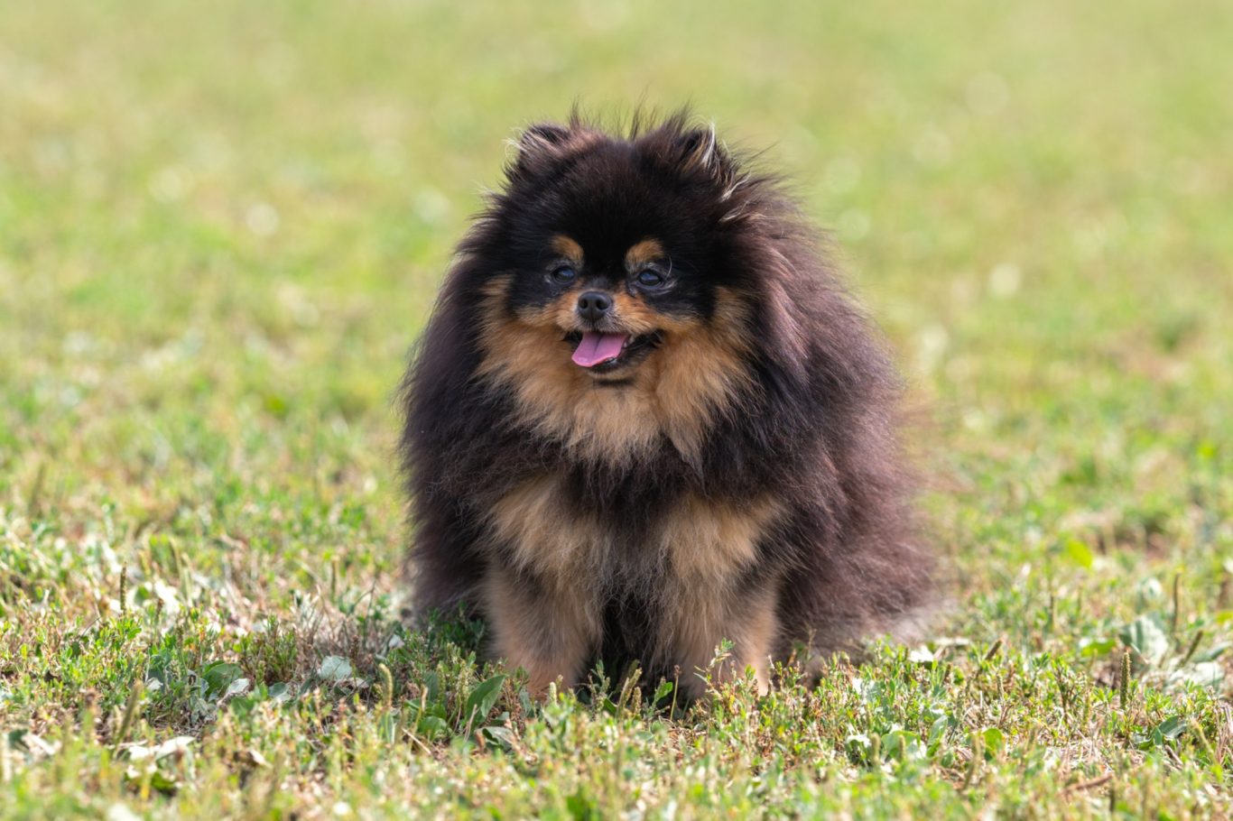Nos Reproducteurs Spitz Allemand LOF - Mâle et Femelles de Lignées Exceptionnelles à la House of Pomeralya