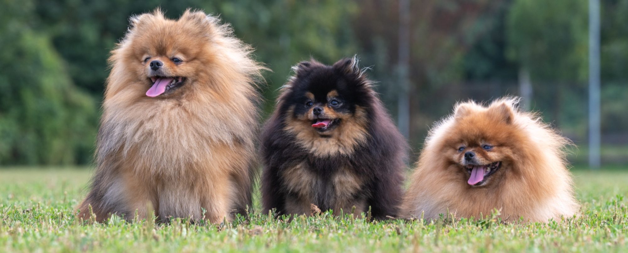 Mâles et femelles Spitz Allemand LOF, sélectionnés pour leur pedigree et leur tempérament exceptionnel à la House of Pomeralya.