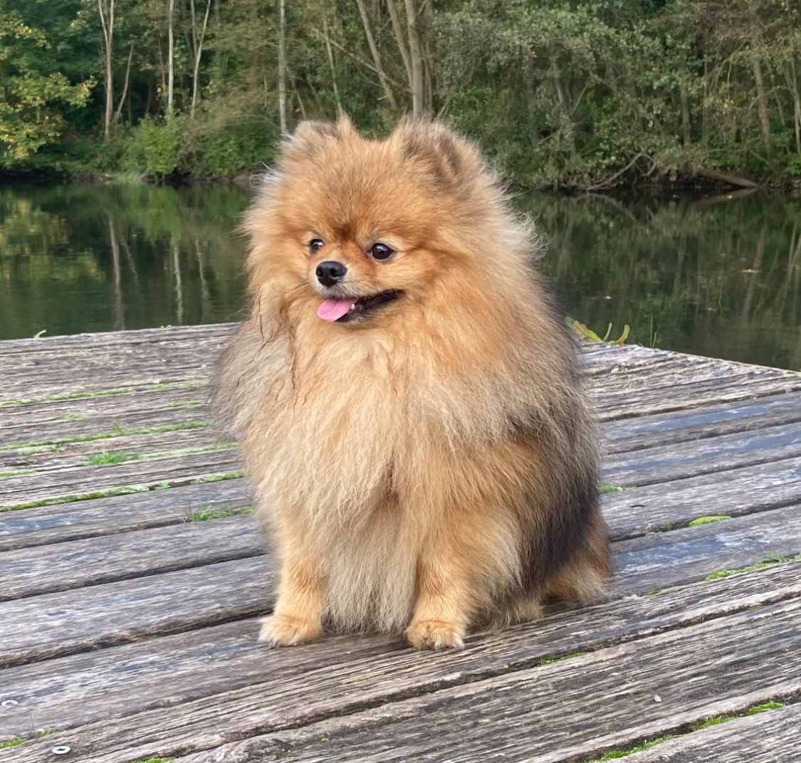 Groupe de reproducteurs Spitz Allemand LOF à la House of Pomeralya, mâle et deux femelles de lignée exceptionnelle, élevés dans un cadre familial en Picardie.