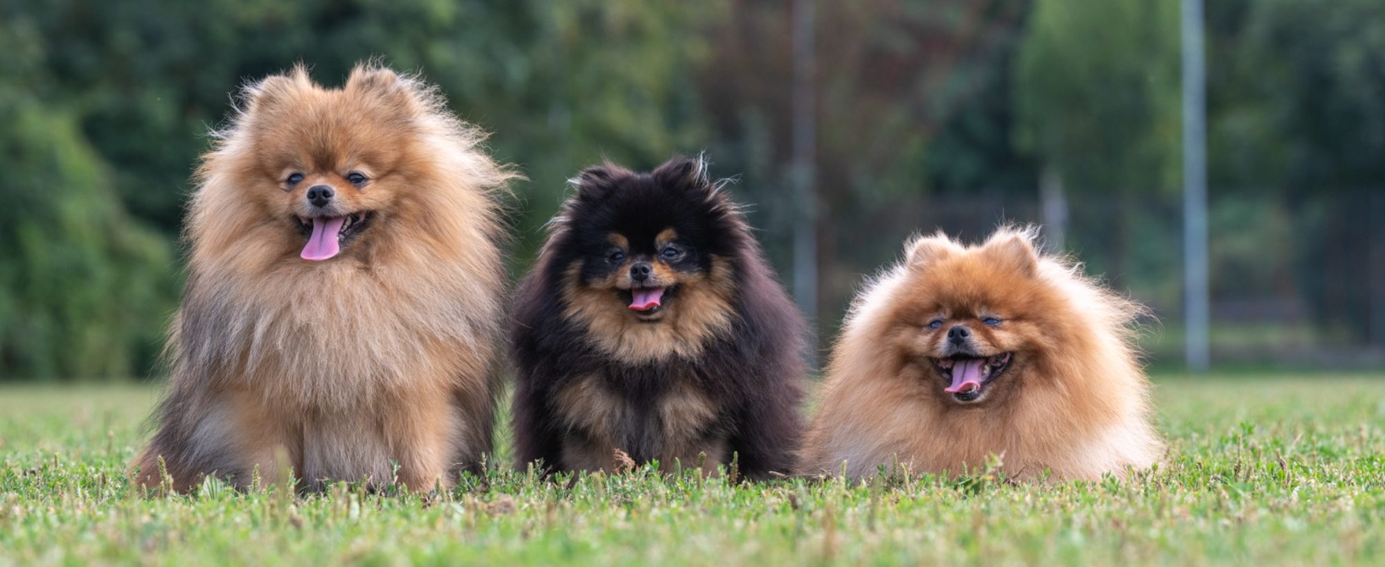 Nos Reproducteurs Spitz Allemand LOF - Mâle et Femelles de Lignées Exceptionnelles à la House of Pomeralya