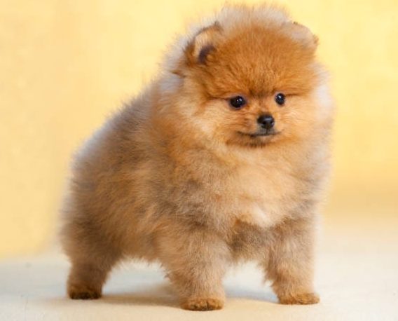 Chiots et adultes Spitz Poméranien heureux et en bonne santé, élevage House of Pomeralya.