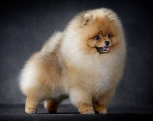 Chiots Spitz Allemand LOF disponibles à l'adoption, élevés dans un cadre familial à la House of Pomeralya.