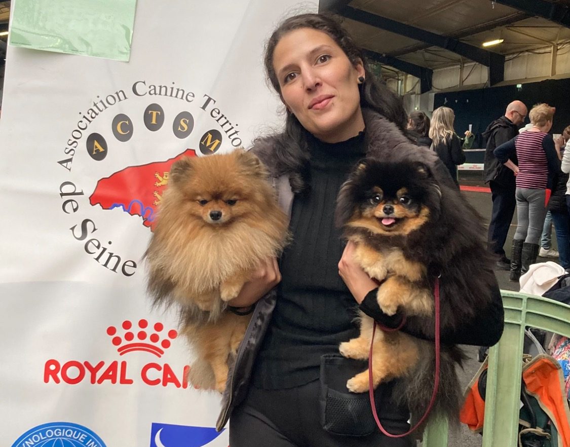 Mâles et femelles Spitz Allemand LOF, sélectionnés pour leur pedigree et leur tempérament exceptionnel à la House of Pomeralya.